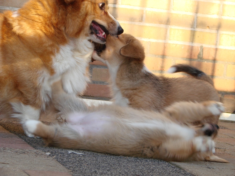Puppies